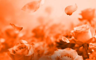 Academy students will compete in the All-Russian Young Gymnasts competition